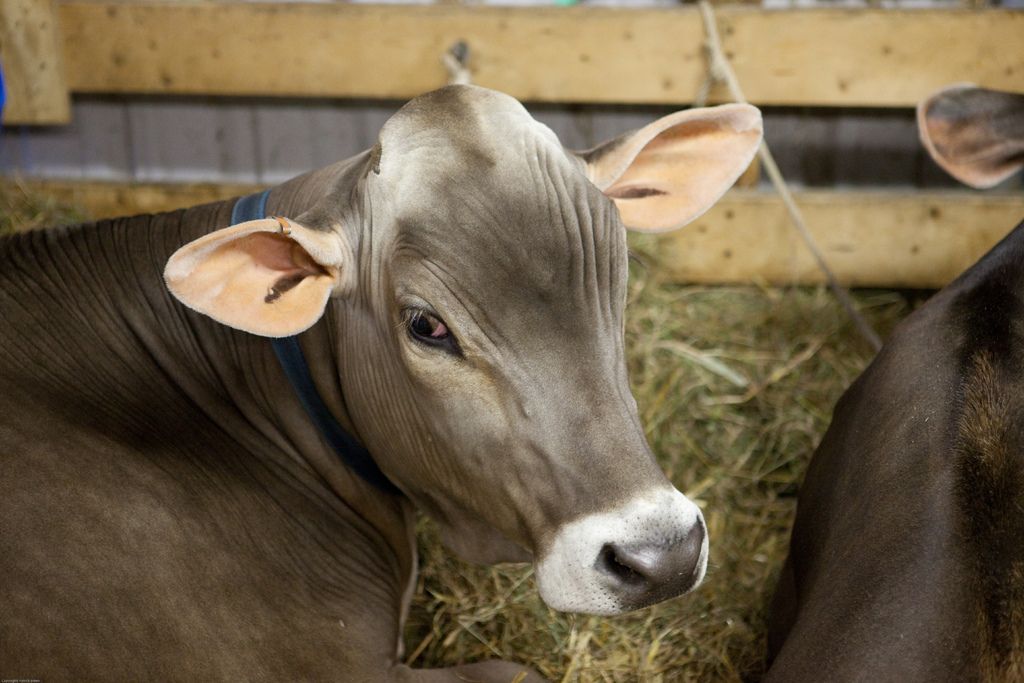 Protesting advocates for animal welfare impede entry to dairy products originating from Saxony