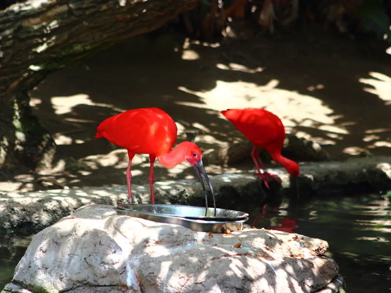 Is it Possible to Achieve a 5, the Highest Grade, on Most International Baccalaureate Exams with a...