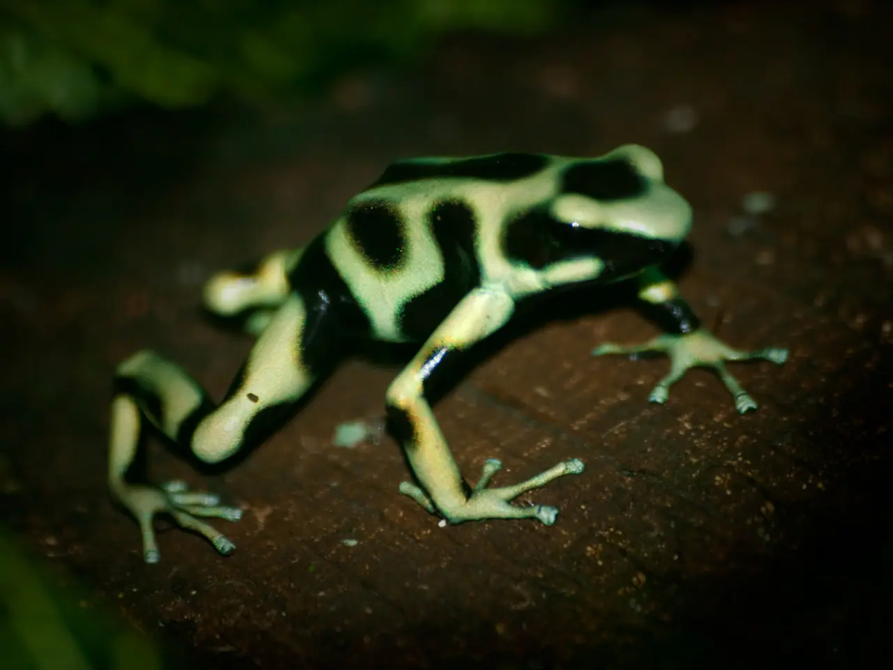 Frog tadpoles engaging in cannibalism, with this act frequently observed during periods of resource...