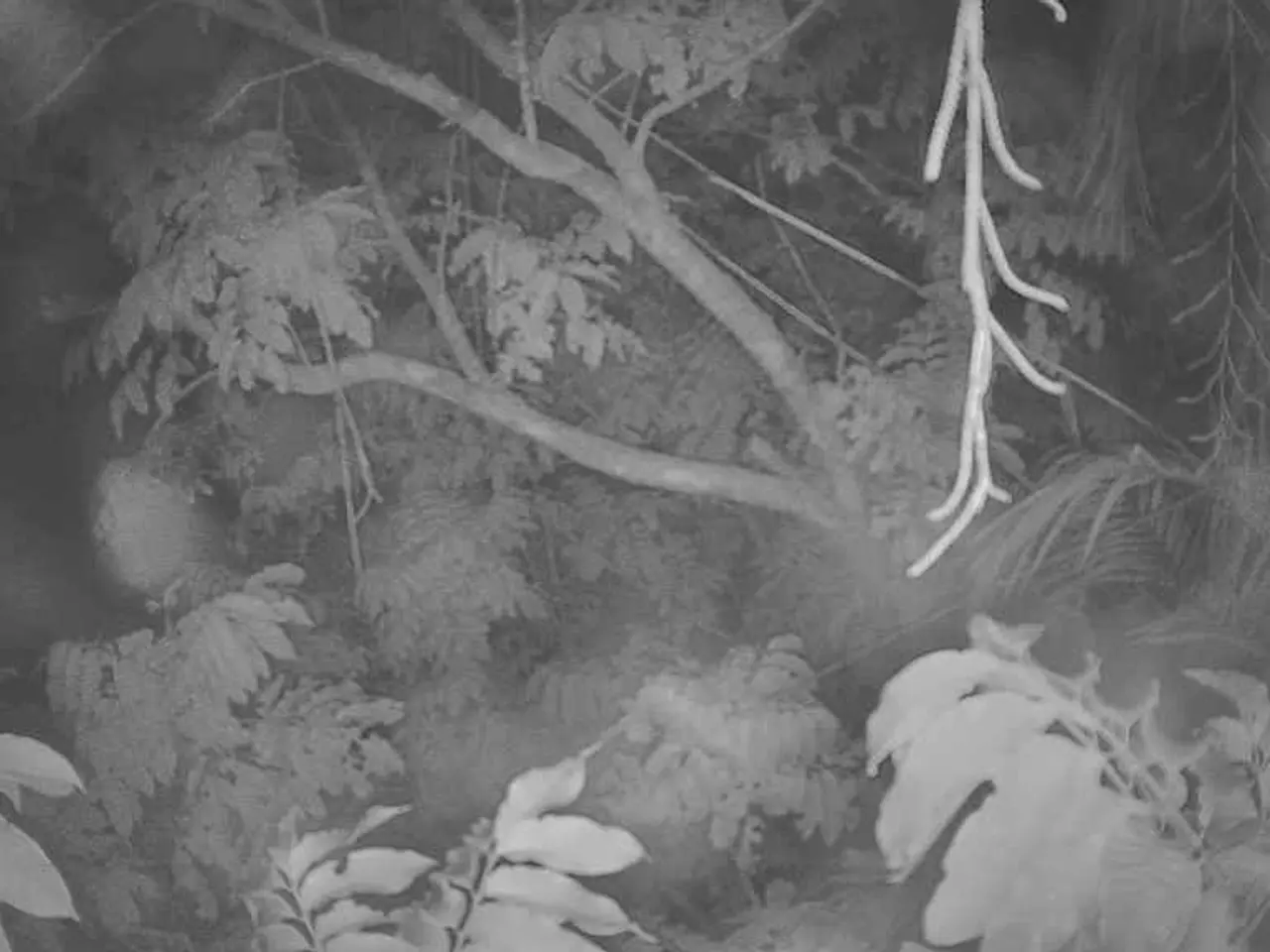 "Guinness World Record Shattered: TreeGens Successfully Plants Over 30,000 Trees in a Single Day"