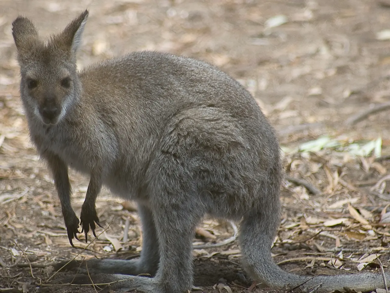 In the foreground, I can see an animal on the ground and dried grass. This picture might be taken...