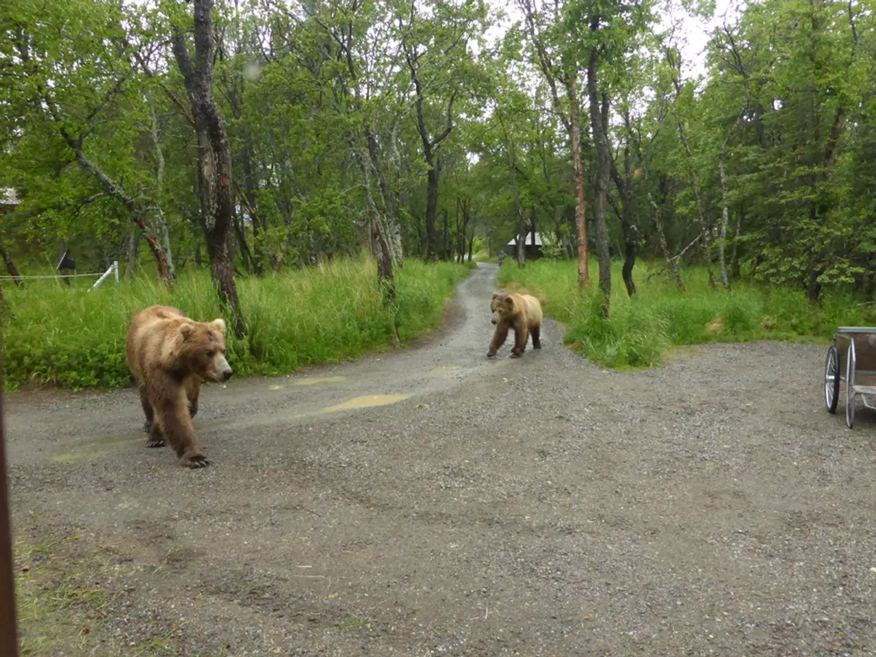 In this image in the center there are animals walking. On the right side there is a vehicle. In the...