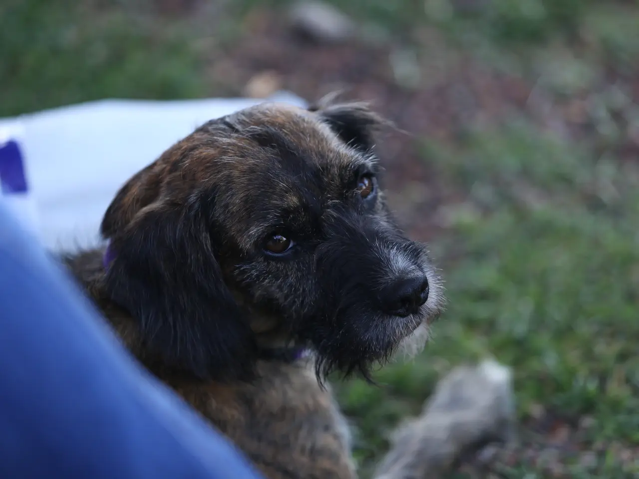 The image shows a small Border Terrier sitting on top of a lush green field, with a person's leg...