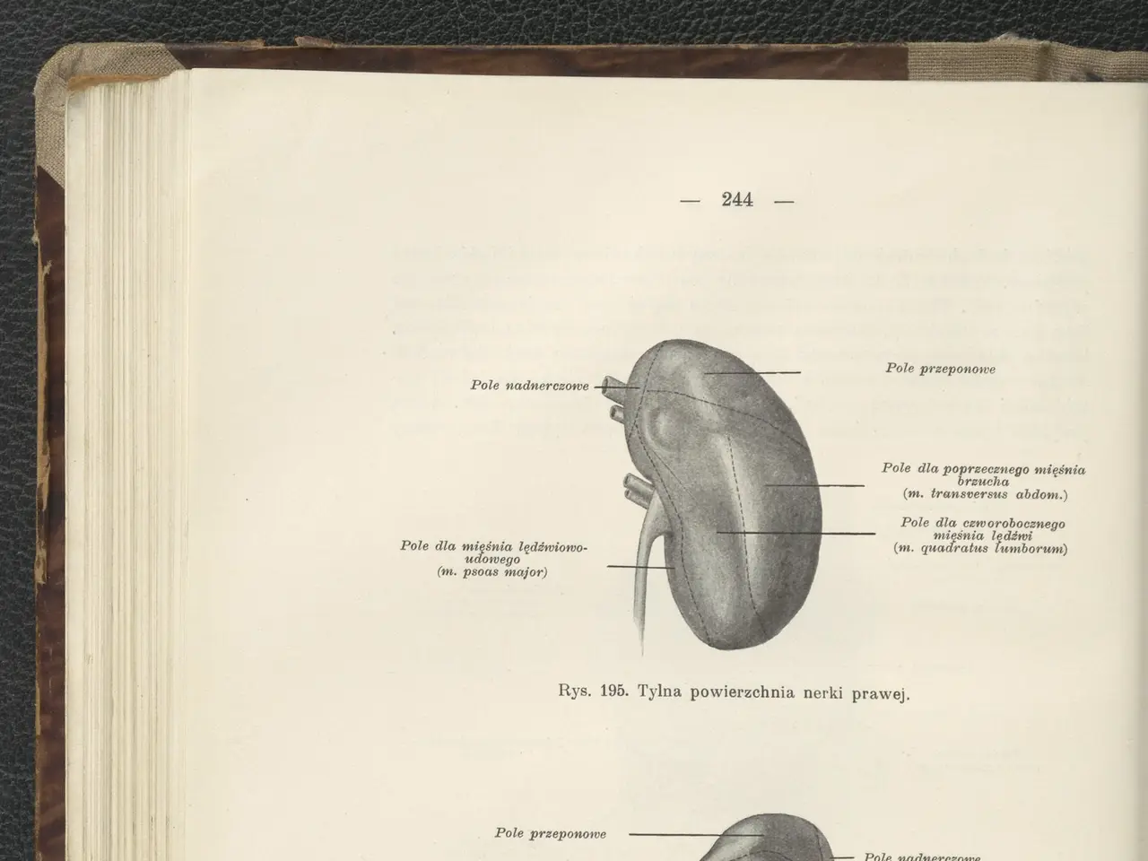 The image shows an open book with a drawing of a kidney on it. The book is placed on a flat surface...