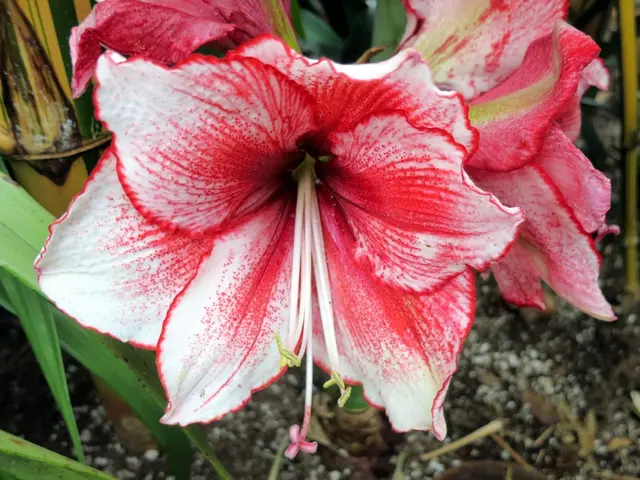 Hardy Flora for Stony Ground: Nature's Tough Garden Inhabitants