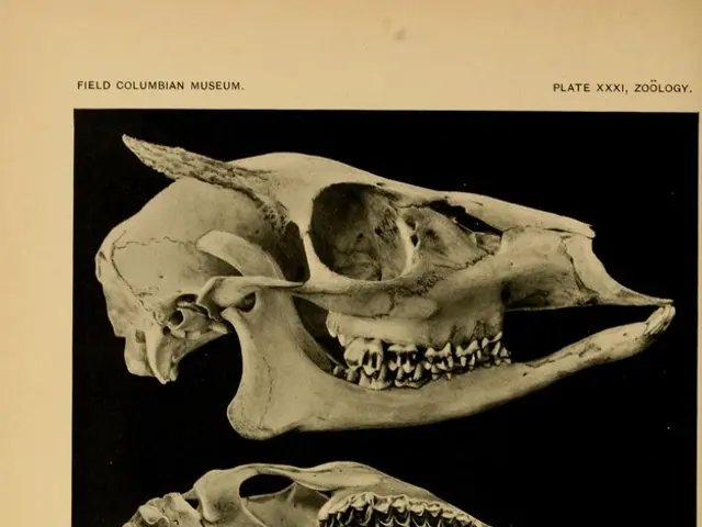 Adult Neurogenesis Occurs: Creation of New Neurons in Mature and Advanced Age Brain