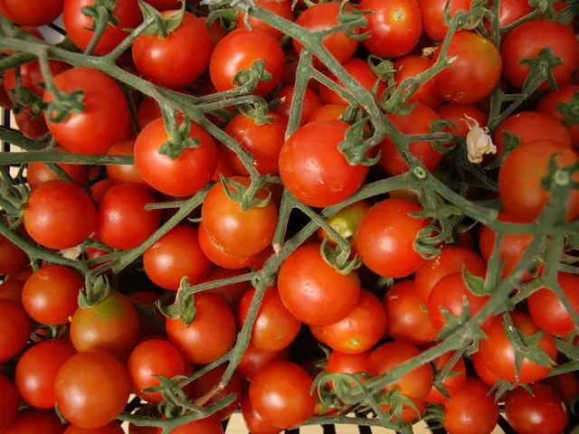 Common Errors Found When Cultivating Tomatoes According to Experts