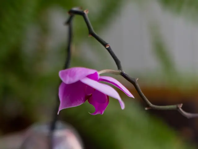 Top 6 Powerful Essential Oils for Combating Flu Symptoms