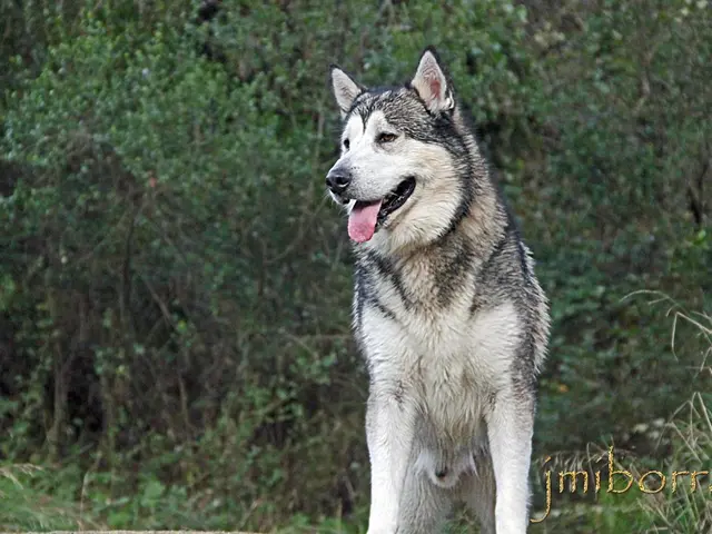 Characteristics of the Lone Wolf Type (Independent Sigma Individual)