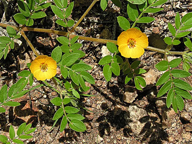 The Era of Dampened Empathy: The Age of Pineal Gland Inhibition