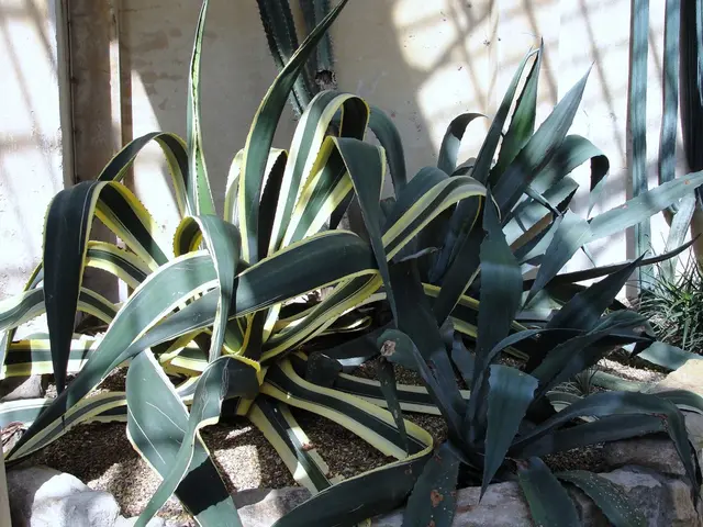 Daily Consumption of Pineapple for a Month: Unveiling Its Impact on Your Body