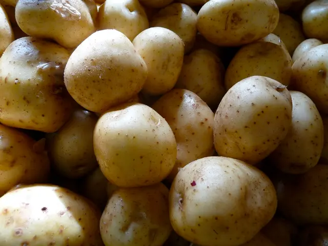 The Fascinating Account of the Potato's Origin: Its Similarities with the Tomato Unveiled