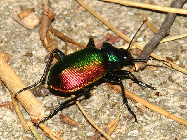 Dung beetle in lab stops to detect wind direction and locate green LED, acting as its 'sun', while...