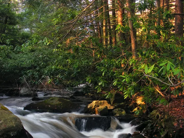 Diving into the aquatic realm: An immersive journey