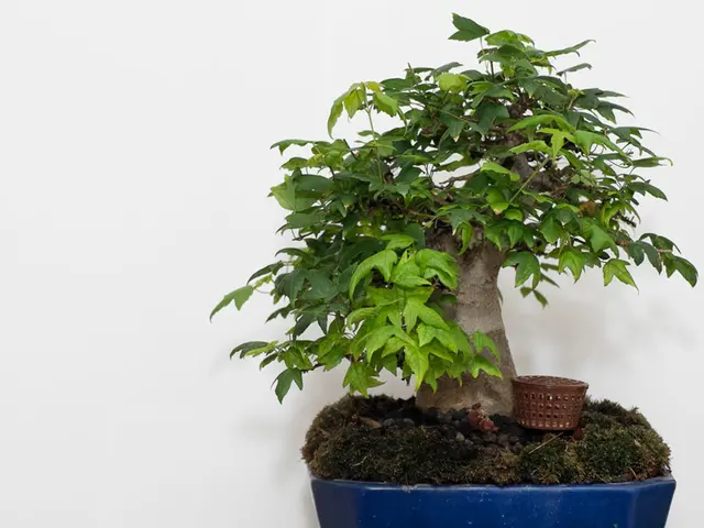 Discovering Botany through Bonsai: Educational Benefits in Miniature Gardening