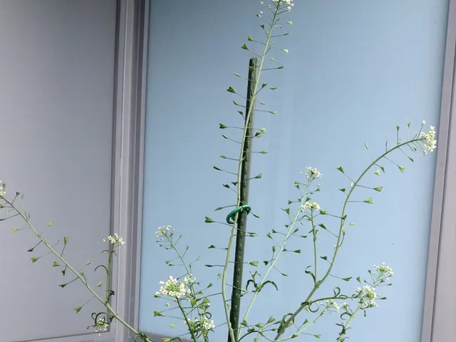 Storage Comparison: Why Growatt Nexa 2000 Outperforms the Anchor Solar Bank 3