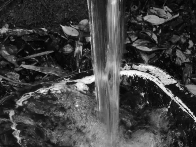 Moving Marijuana Plants: Transition from Soil to Coco Peat