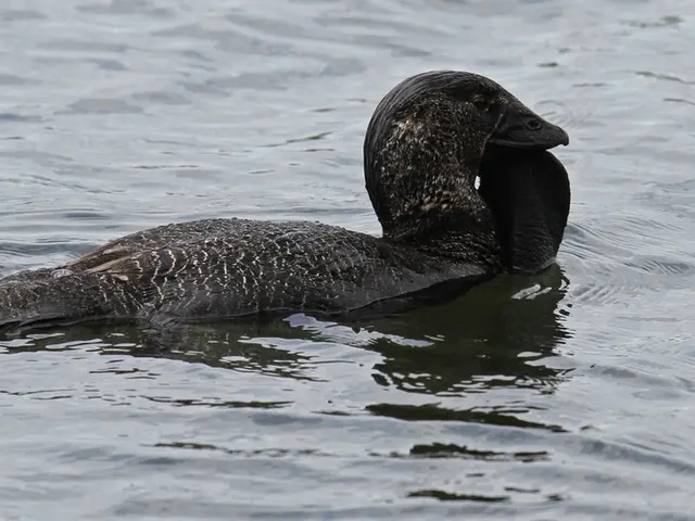 Nighttime Vigilante: The Enigmatic Protector of Marshlands