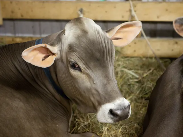 Protesters impede milk supply from Saxony due to animal welfare concerns