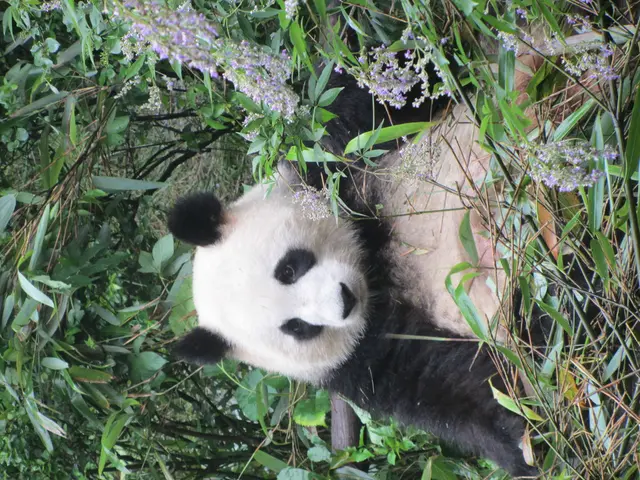 Utilizing Loc and iLoc in Pandas: A Comprehensive Guide