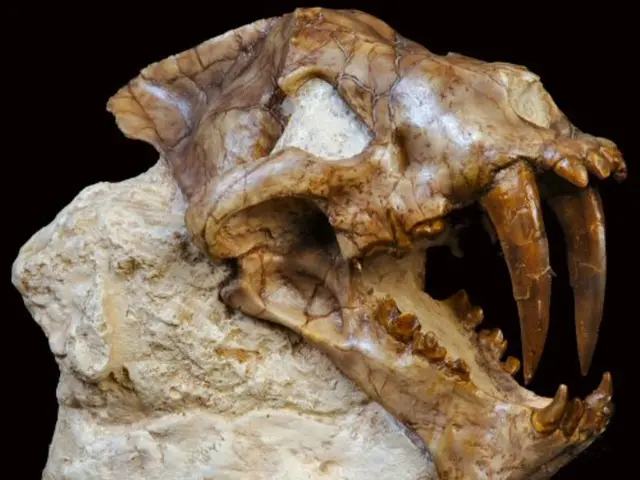Uncovered Fossils in Ethiopia Reveal an Ancestor of Human Lineage