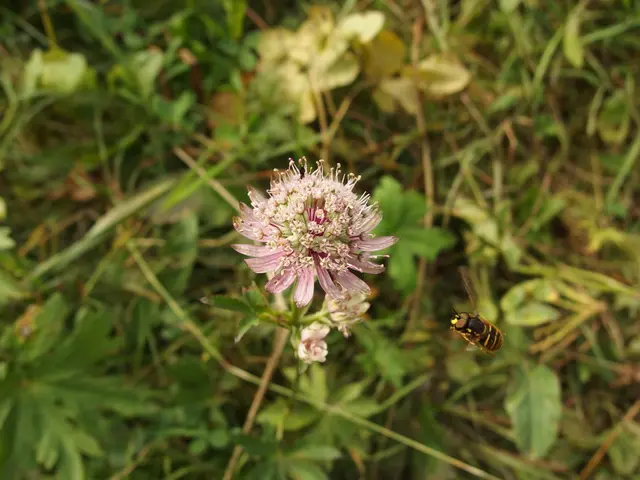 Comparison of Sound Productions, Physical Structures, and Living Environments between Grasshoppers...