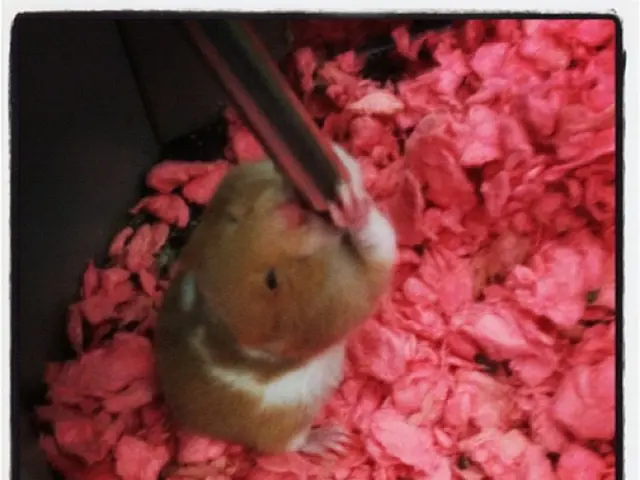 New York City Rodents Develop Unique Verbal Communication System