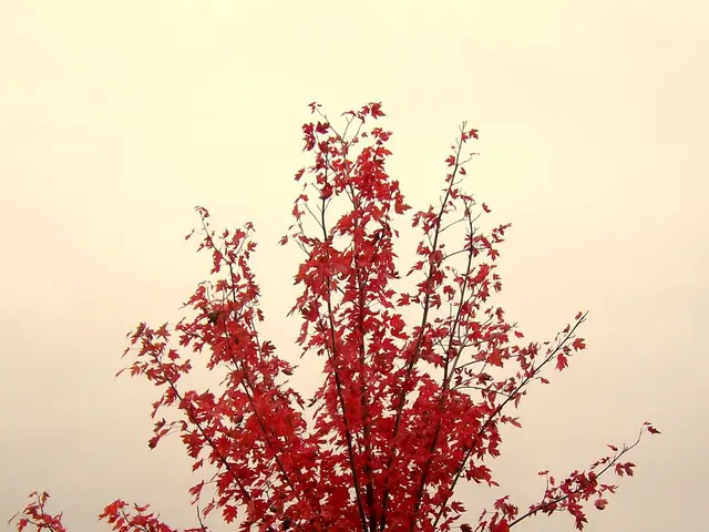 Gathering Eastern Redbud (Cercis canadensis) in the Wild
