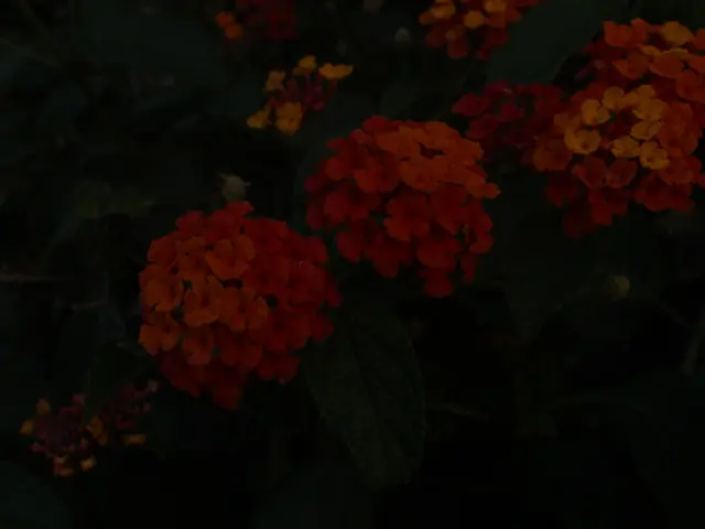 Transient Blossoms' Environmental Footprint: A Look at Cut Flowers