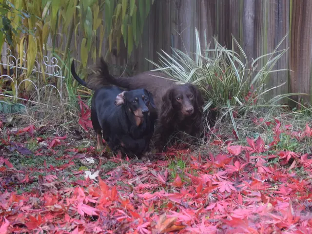 In this image in the middle there are two dogs looking at someone also there are many leaves on the...