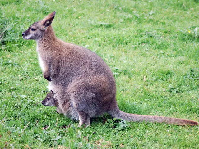 In this image there is a kangaroo siting on the ground with its baby. On the ground there are small...