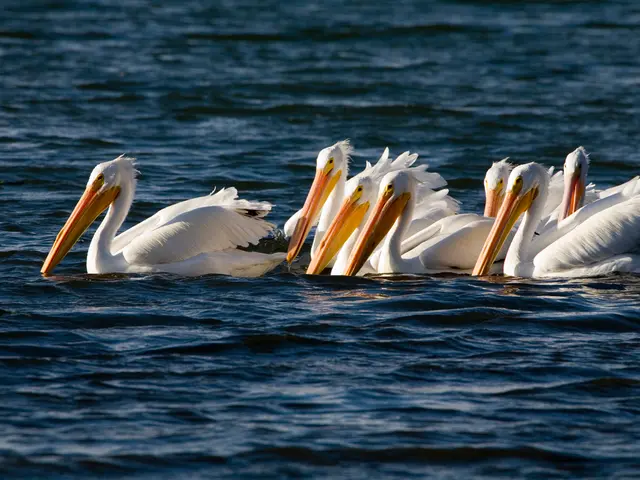 In this picture there are birds on the water. At the bottom there is water and the birds are in...