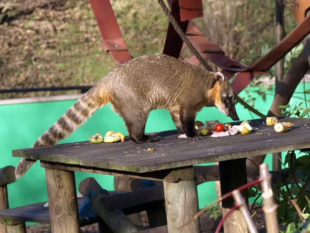 In this picture I can see a mongoose on the wooden table, there are fruits and tomatoes on this...
