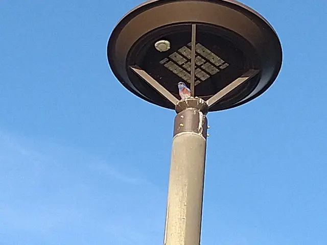 The image shows a street light with a bird perched atop it, illuminated against a backdrop of a...