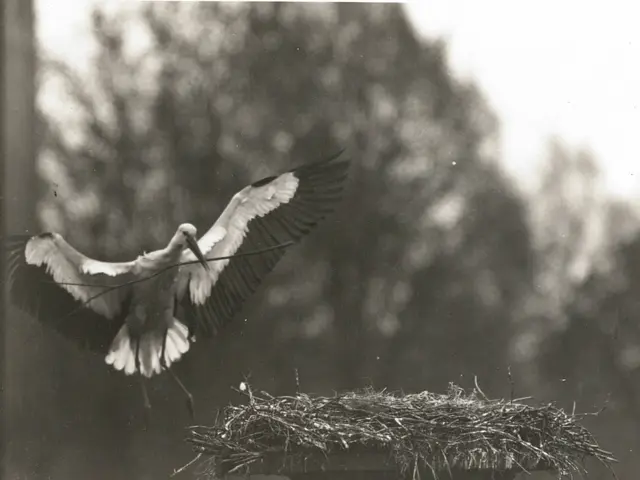 The image shows a black and white photo of a stork flying over a nest, with trees in the...