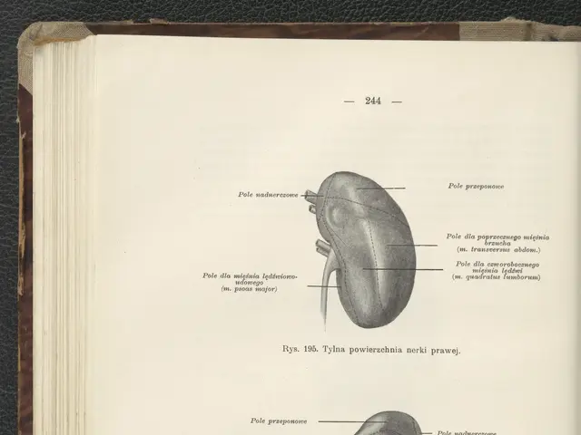 The image shows an open book with a drawing of a kidney on it. The book is placed on a flat surface...