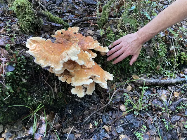 The image shows a person picking mushrooms from the ground in the woods, surrounded by dried...