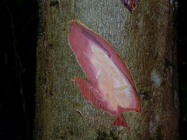 In the image we can see a stem.