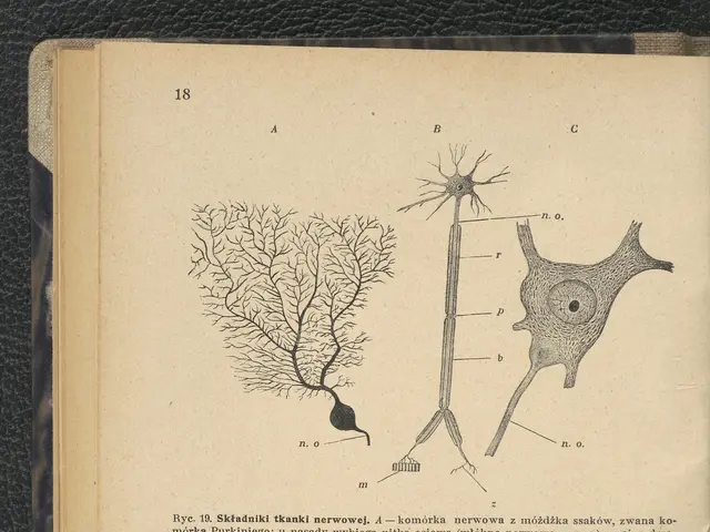 The image shows an open book with a drawing of a neuron on it, placed on a surface. The book...