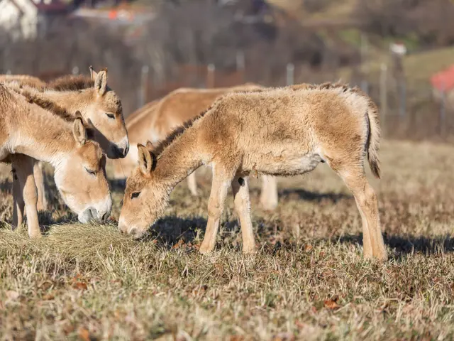 The image shows a herd of donkeys grazing on top of a lush green field, surrounded by trees and...