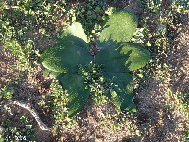 The image shows an agave plant in the middle of a dirt field, surrounded by small plants on the...