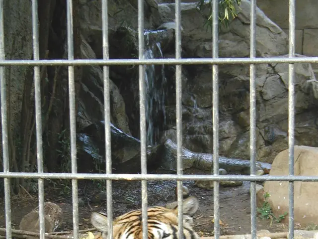 The image shows a tiger in a cage at the zoo, surrounded by leaves on the ground and rocks and a...