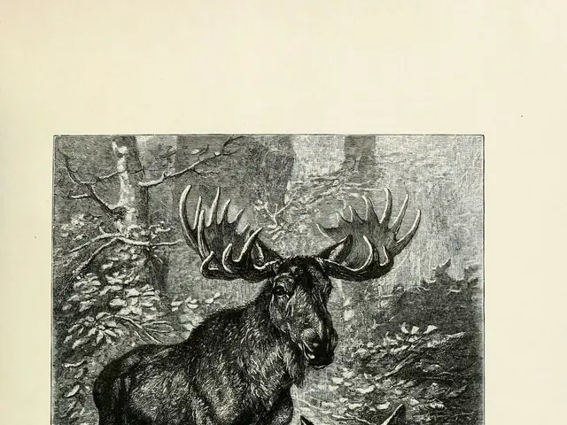 The image shows a black and white drawing of a moose and her calf in the woods, surrounded by trees...