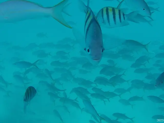 The image shows a large school of fish swimming in the ocean, with a schoolmaster in the center of...