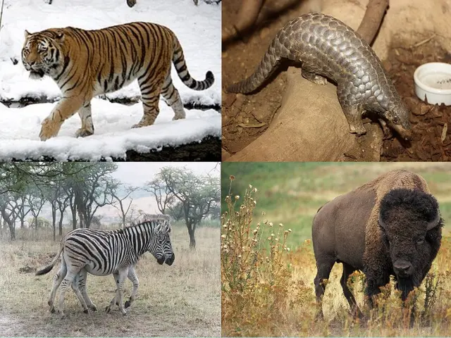 The image shows a collage of four pictures of different animals in the wild. In the first picture,...