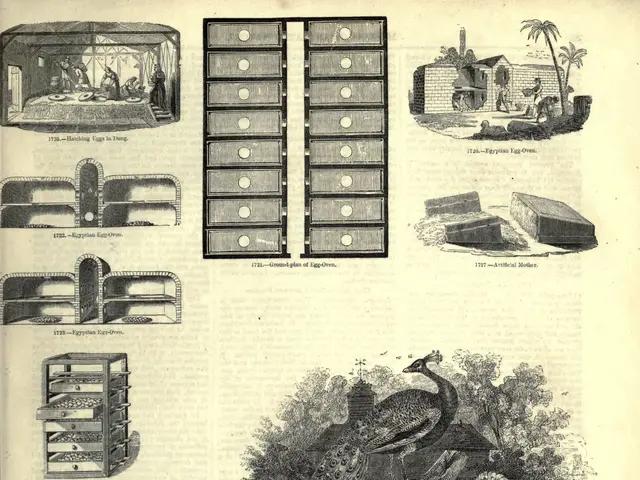 The image shows an open book with a variety of pictures of hens and hens on it, along with some...
